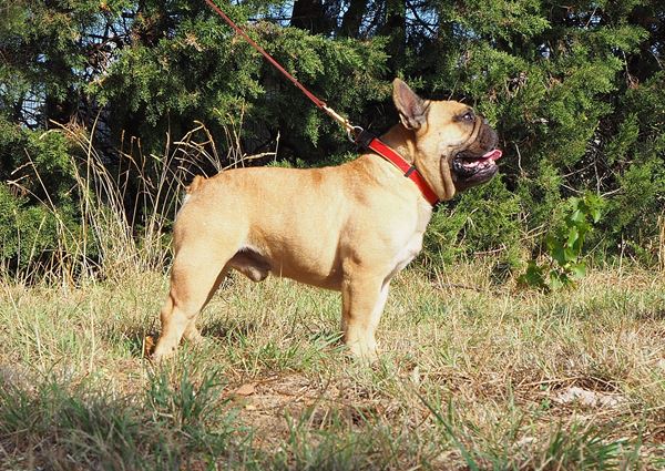 comportement bouledogue fauve